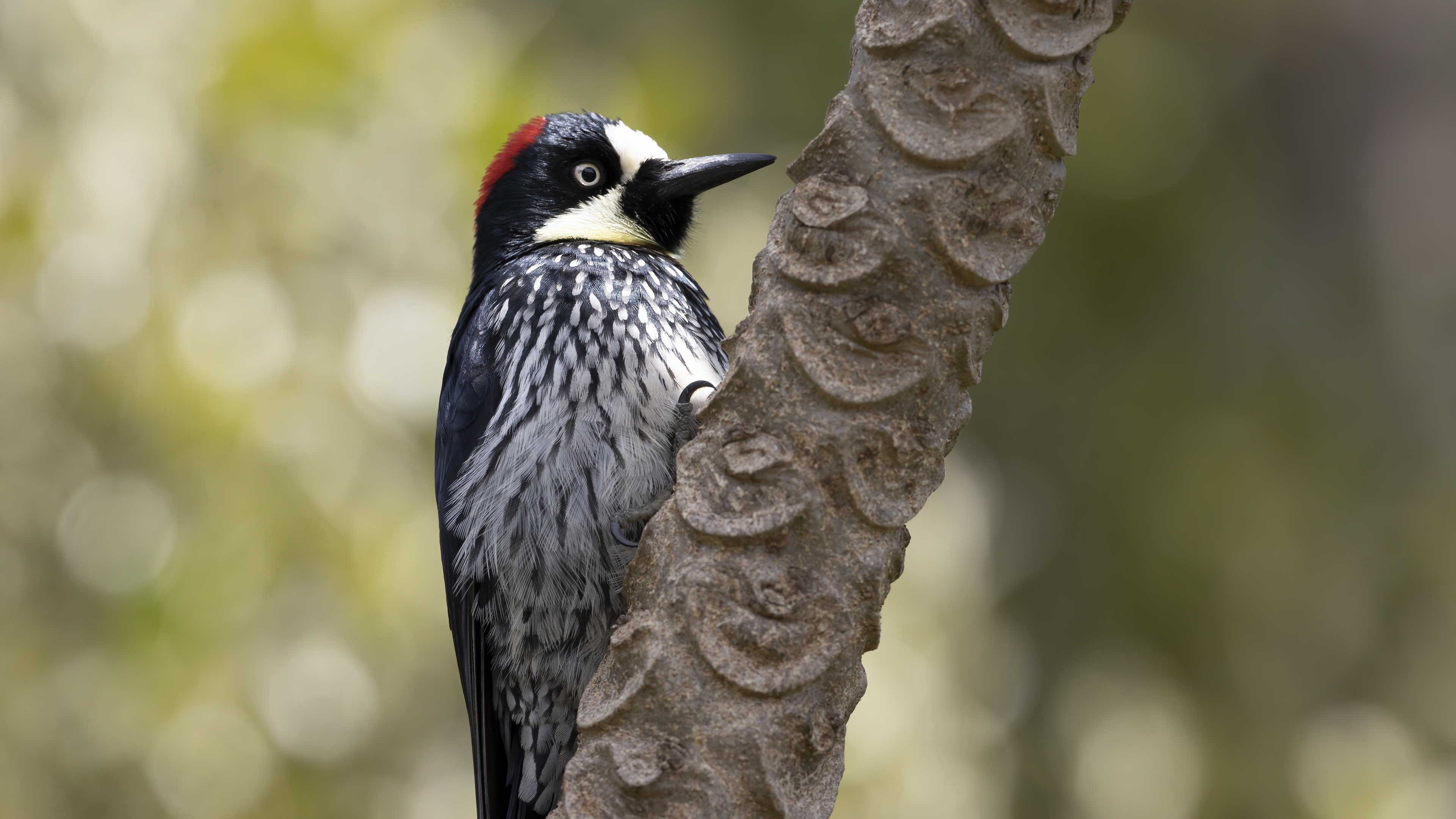Acorn Woodpecker